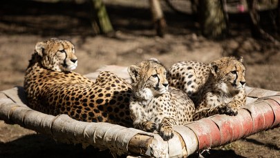 Cash, Planeta, Appka, Paya i Pinia. Gepardy z Gdańska otrzymały imiona