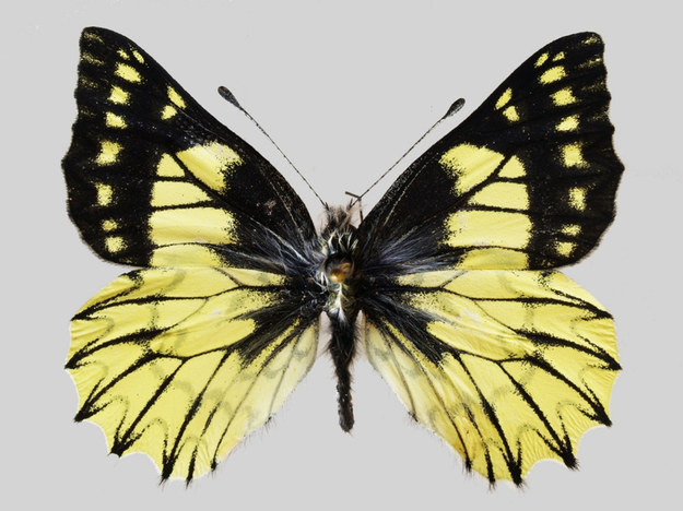 Catasticta copernicus - nowy gatunek motyla /Uniwersytet Jagielloński /