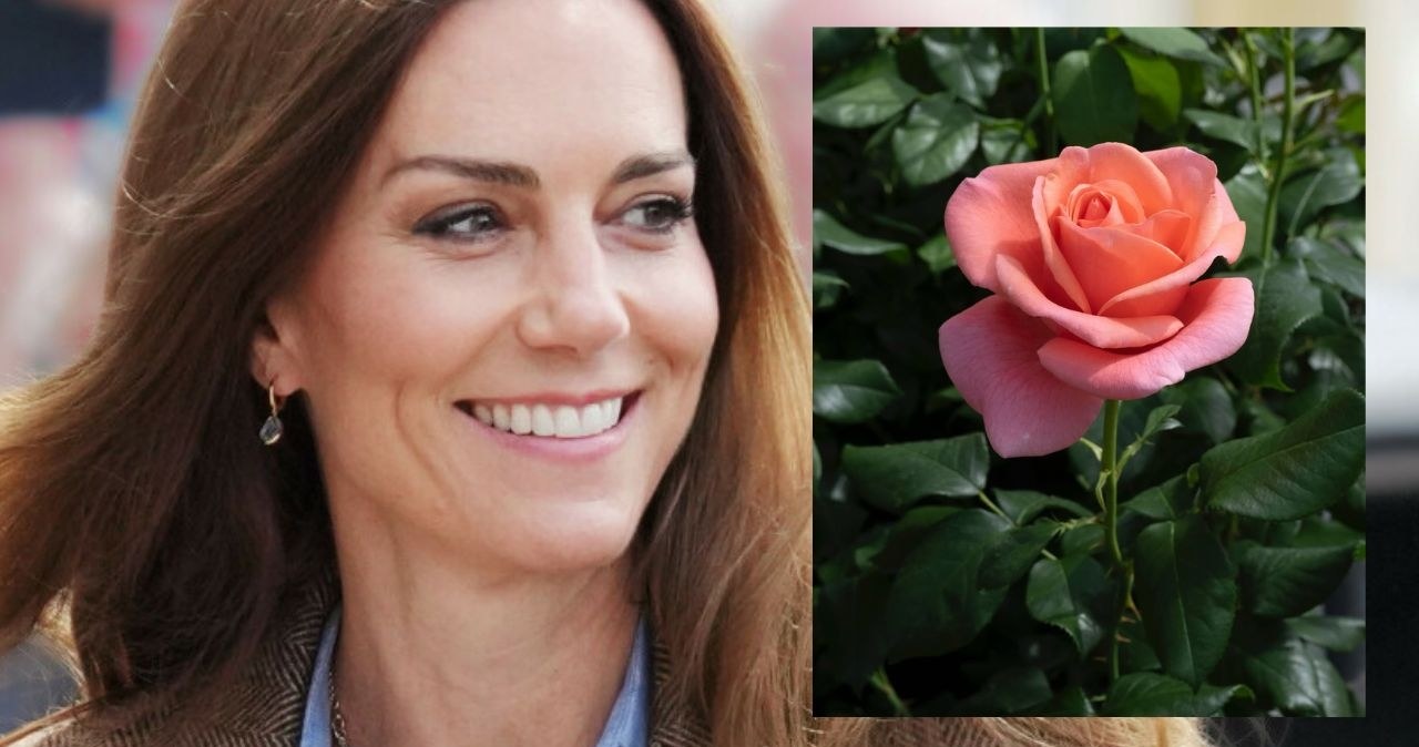 "Catherine's rose" - róża dla księżnej Kate /Rex Features/East News, Instagram @the_rhs /East News