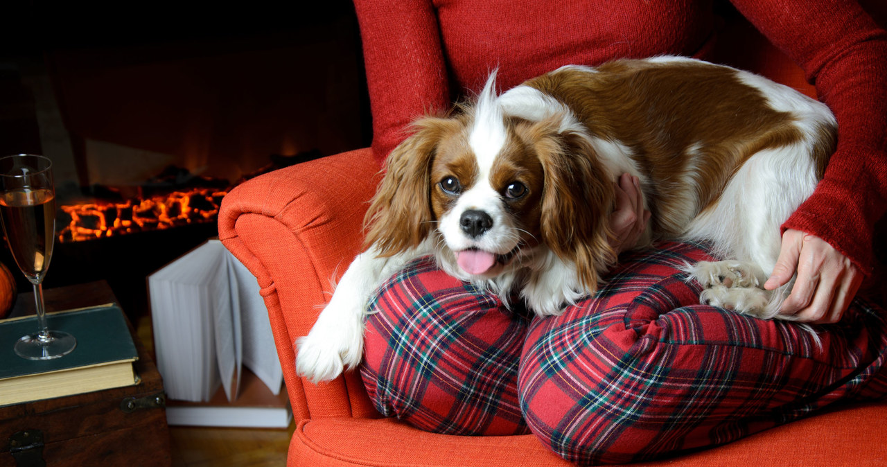 Cavalier King Charles Spaniel /123/RF PICSEL /123RF/PICSEL