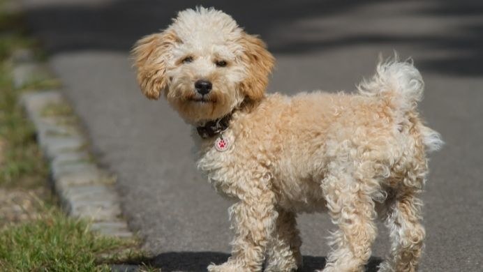 Cavapoo stało się niezwykle modną mieszanką pudla miniaturowego lub średniego z cavalier king charles spanielem /123RF/PICSEL