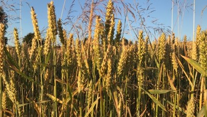 CBA zatrzymało 7 osób podejrzanych o wyłudzenia unijnych dotacji rolnych
