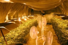 CBŚ zlikwidowało plantację konopi indyjskich w Pabianicach