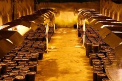 CBŚ zlikwidowało plantację konopi indyjskich w Pabianicach