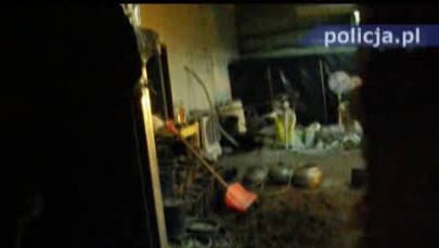 CBŚ zlikwidowało plantację konopi indyjskich