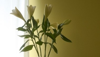 Це буде наймодніший колір 2026 року. Купіть цю фарбу, якщо плануєте ремонт