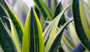 Це добриво оживить навіть найзанедбанішу сансев’єрію. Листя буде здорове й міцне