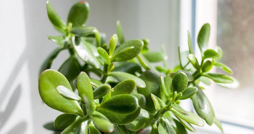 Це домашнє добриво допоможе грошовому дерево енергійно рости /pixabay.com