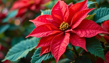 Це дозволить пуансетії довго цвісти. Простий трюк