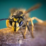 Cebula, maść, a może wizyta w szpitalu? Co zrobić po ukąszeniu osy