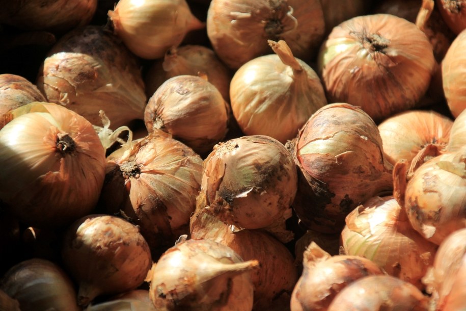 Cebula - zdjęcie poglądowe /shutterstock /Shutterstock
