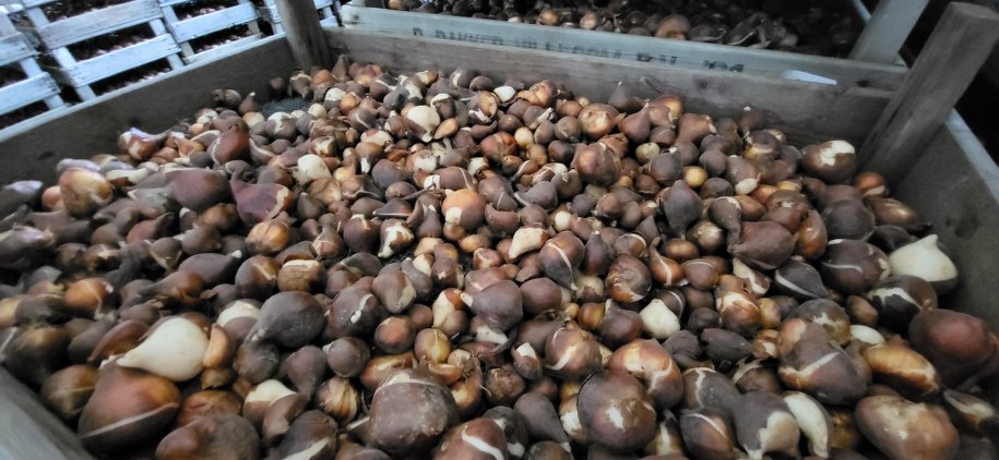 Cebulki kwiatów /Beniamin Piłat /RMF FM