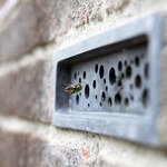 Cegły dla pszczół i budki dla jerzyków obowiązkowe w każdym domu
