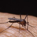 Cel jest jeden: Zabić gryzące komary! Rusza akcja odkomarzania Śląska