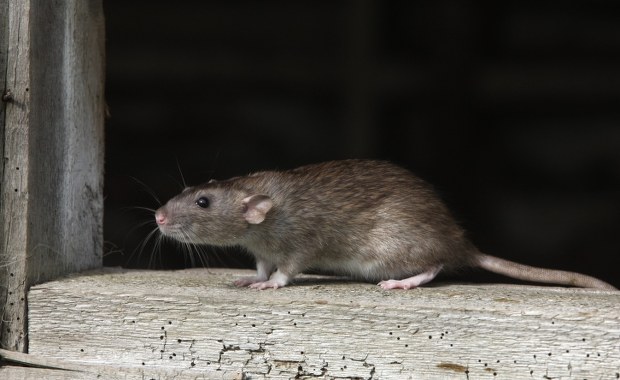 Cel? Szczury! Wrocław walczy z gryzoniami