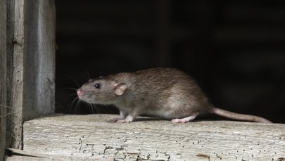 Cel? Szczury! Wrocław walczy z gryzoniami