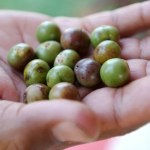 Celebryci zwariowali na punkcie tej rośliny. Wprowadzą radykalny zakaz