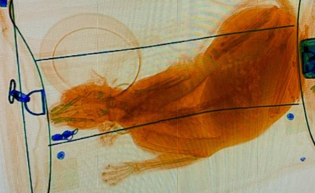 Celnicy prześwietlili na lotnisku bagaż. "Kot-astrofalna pomyłka!"