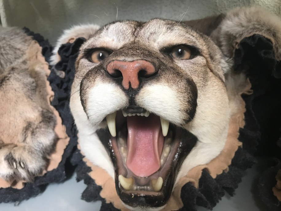 Celnicy przypominają, że nie każdą pamiątkę z egzotycznych podróży możemy przywieźć do kraju /Aneta Łuczkowska /RMF FM