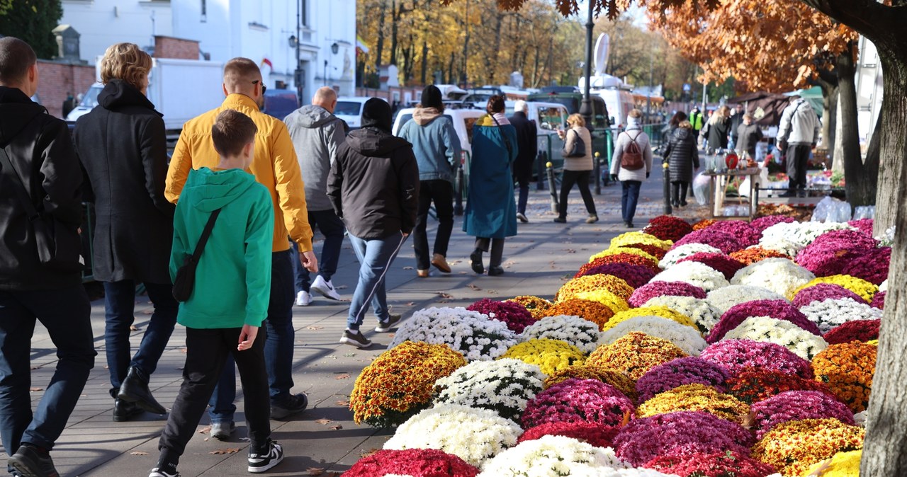 Cen chryzantem wzrosną nawet o 15 proc. /Piotr Molecki /East News