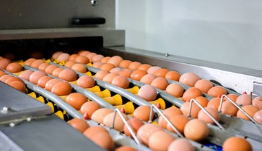 Cena jaj w górę. Przybywa ognisk ptasiej grypy 