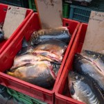 Cena karpia w 2025 roku. Zaczyna wypierać go inna ryba