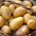 Cena młodych ziemniaków gwałtownie spada. Rolnicy zaniepokojeni  