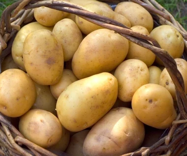 Cena młodych ziemniaków gwałtownie spada. Rolnicy zaniepokojeni  