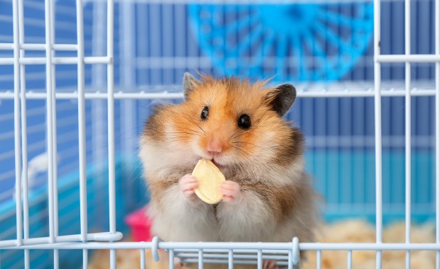 Centrum adopcyjne gryzoni. Dla niechcianych chomików i szczurów