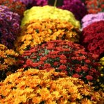 chryzantemy Ceny chryzantem na Wszystkich Świętych 2025. Ile zapłacimy za kwiaty na groby?