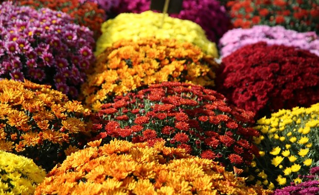 Ceny chryzantem na Wszystkich Świętych 2025. Ile zapłacimy za kwiaty na groby?