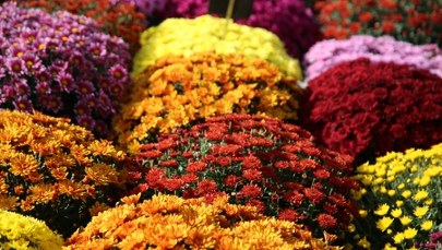 Ceny chryzantem na Wszystkich Świętych 2025. Ile zapłacimy za kwiaty na groby?