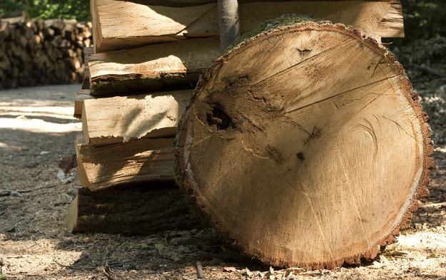Ceny drewna napędzane są przez rosnące zainteresowanie tym surowcem ze strony firm energetycznych /&copy; Panthermedia