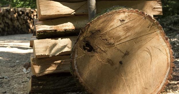 Ceny drewna napędzane są przez rosnące zainteresowanie tym surowcem ze strony firm energetycznych /&copy; Panthermedia