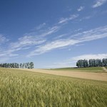 Ceny gruntów stanęły na poziomie 15 tys. zł za ha