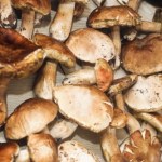 Ceny grzybów poszybowały. Nawet 90 zł za kilogram borowików