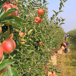 Ceny jabłek. Ile dostaną rolnicy, a ile zapłacimy w sklepie?