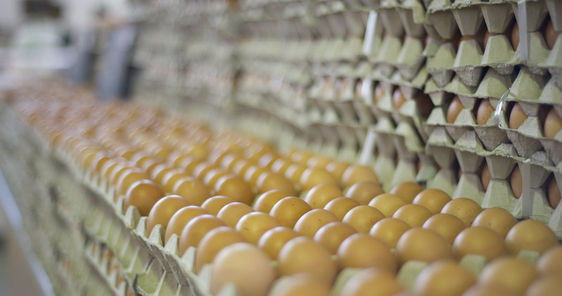 Ceny jaj pod presją kosztową producentów drobiu /&copy; Panthermedia