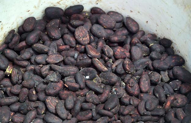 Ceny kakao spadają /&copy;123RF/PICSEL