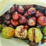 Ceny kasztanów w skupach niższe niż przed rokiem. Zarobić można nadal sporo