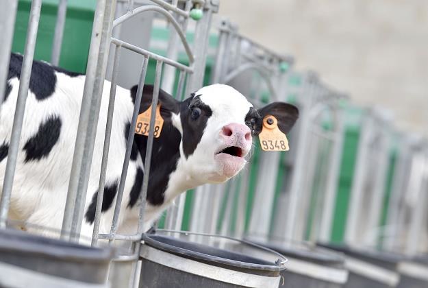 Ceny mleka będą rosły /AFP