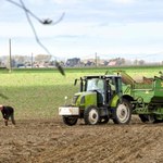 Ceny nawozów mocno w górę. Do łask wraca obornik