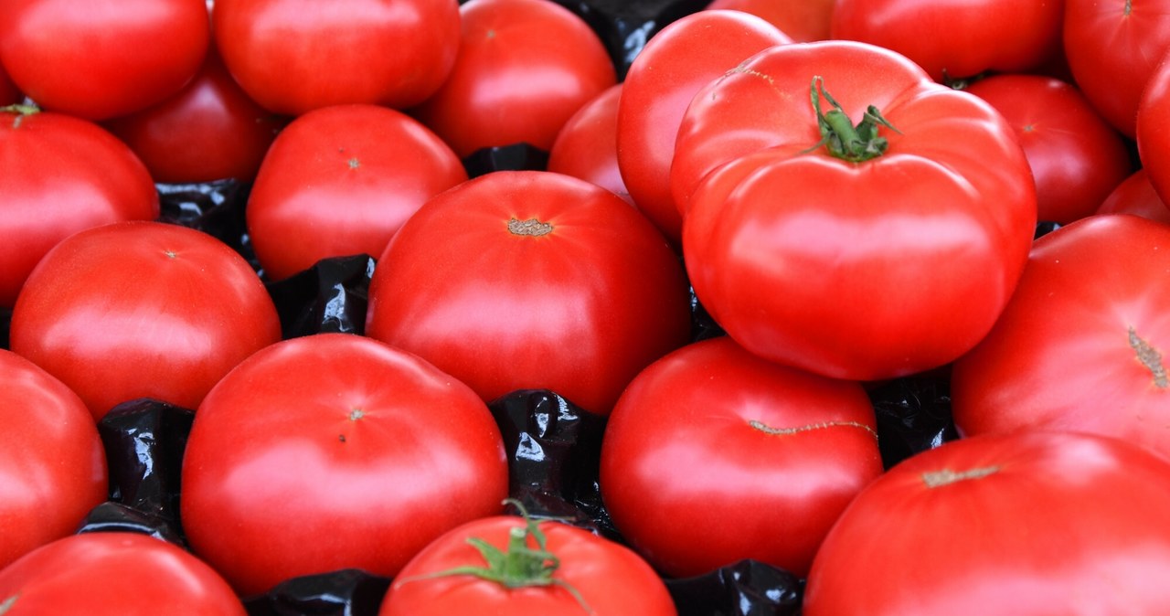 Ceny pomidorów krajowych spadają /Jacek Boron/REPORTER /East News