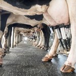Ceny produktów mlecznych najniższe od stycznia 2018 r.