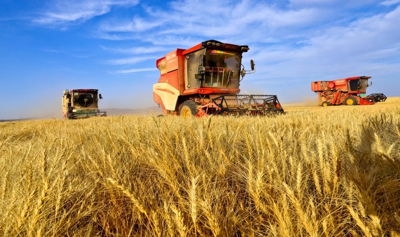 Ceny pszenicy na światowych rynkach znów zaczęły rosnąć /AFP