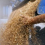Ceny pszenicy przekroczyły 2000 złotych za tonę 