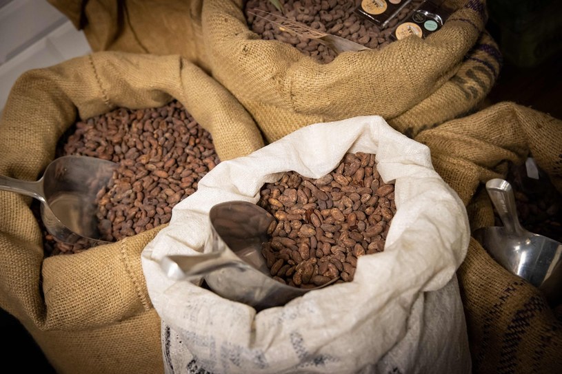 Ceny ziarna kakaowego kluczowe dla cen czekolady /AFP