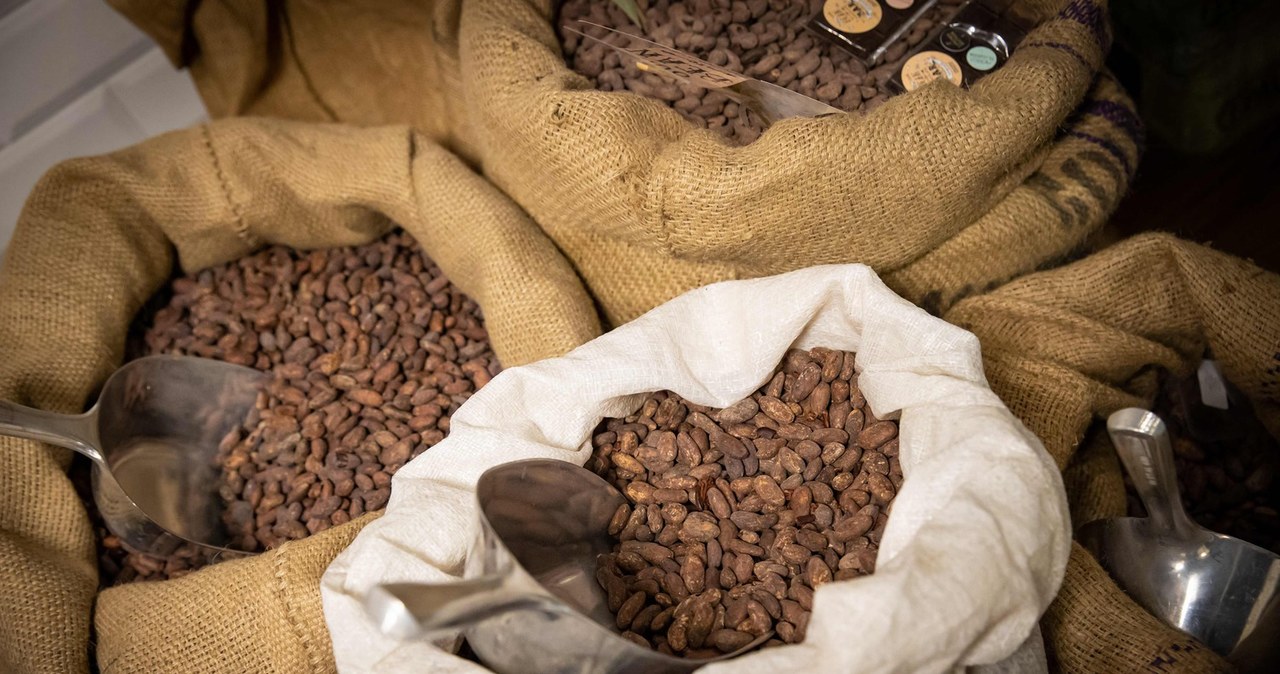 Ceny ziarna kakaowego kluczowe dla cen czekolady /AFP