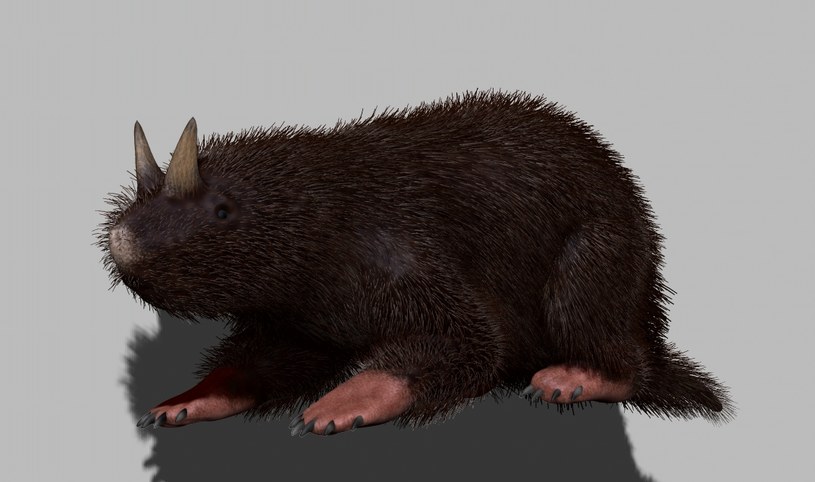 Ceratogaulus /	Петр Меньшиков /Wikimedia