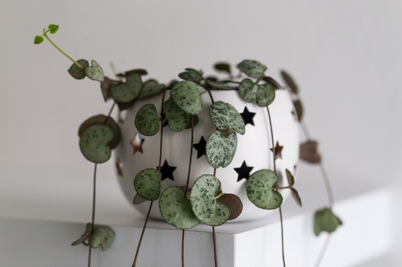 Ceropegia woodi wkomponuje się w każde wnętrze /123RF/PICSEL